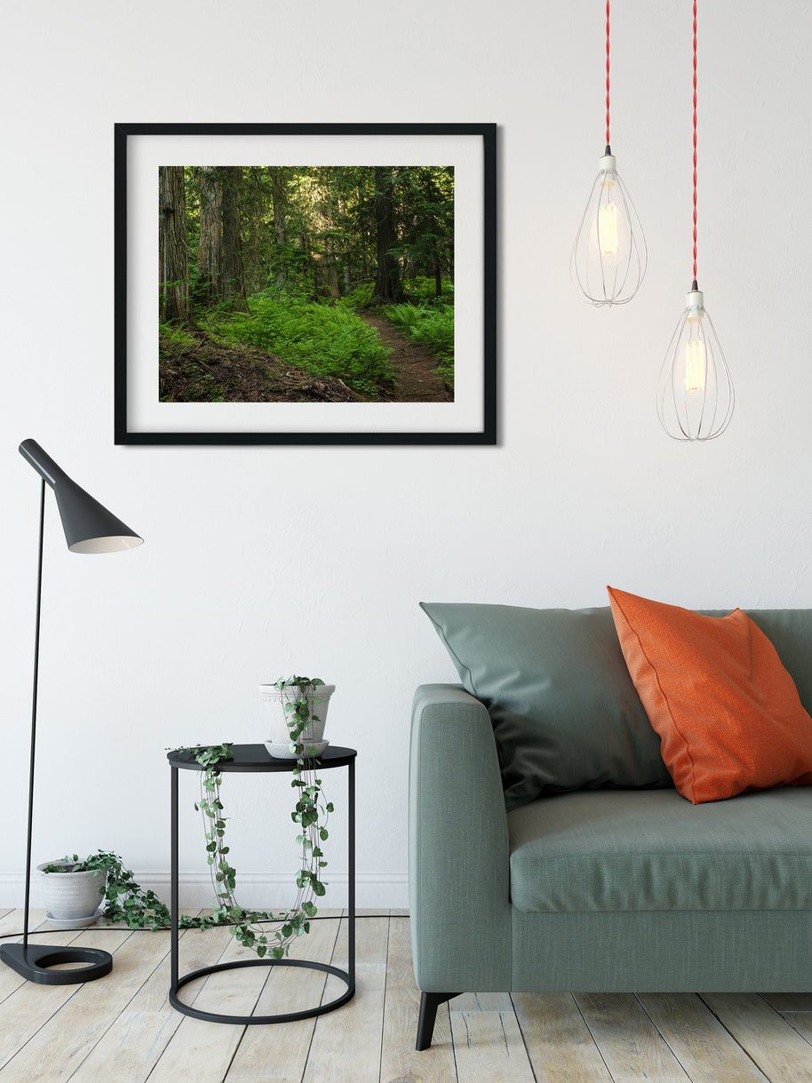 Trail of Ferns and Cedars Nature Photography