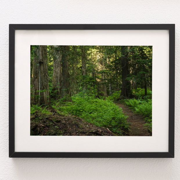 Trail of Ferns and Cedars Nature Photography