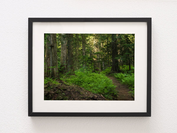 Trail of Ferns and Cedars Nature Photography