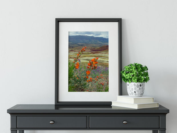 Oregon Painted Hills Nature Photography Globemallow