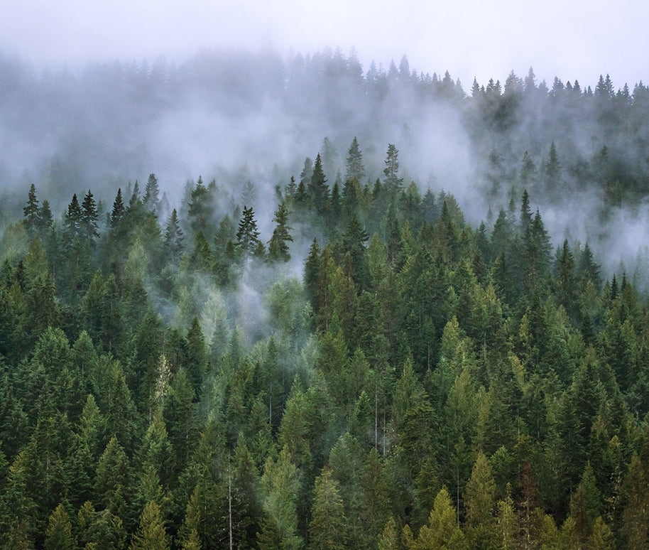 Foggy Mountain Forest Photo Print Autumn Wilderness Wallace