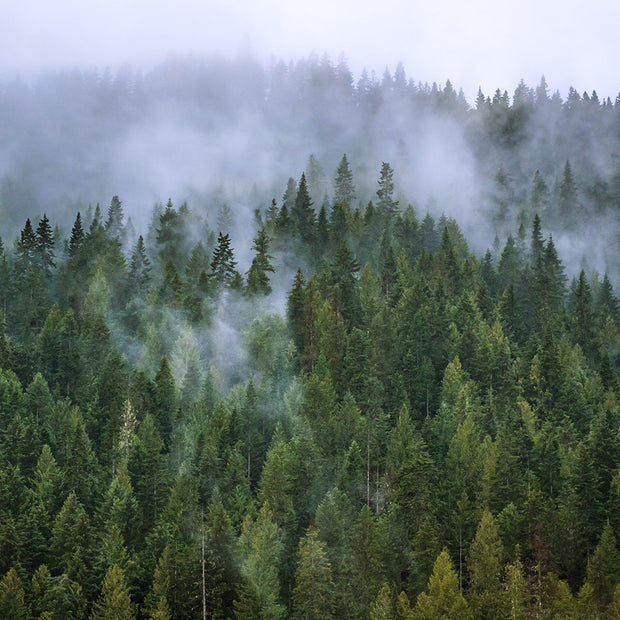 Foggy Mountain Forest Photo Print Autumn Wilderness Wallace