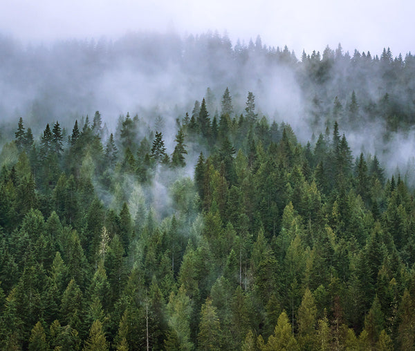 Foggy Mountain Forest Photo Print Autumn Wilderness Wallace