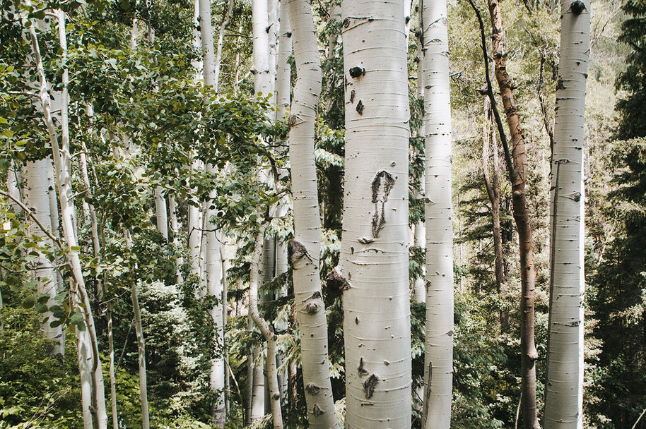 White Aspen Grove Photo Print Nature Photography Birch Trees