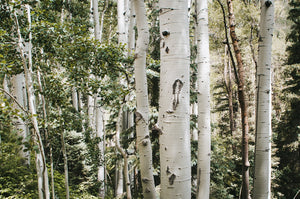 White Aspen Grove Photo Print Nature Photography Birch Trees