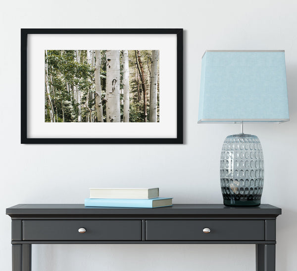 White Aspen Grove Photo Print Nature Photography Birch Trees