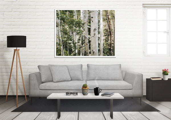 White Aspen Grove Photo Print Nature Photography Birch Trees