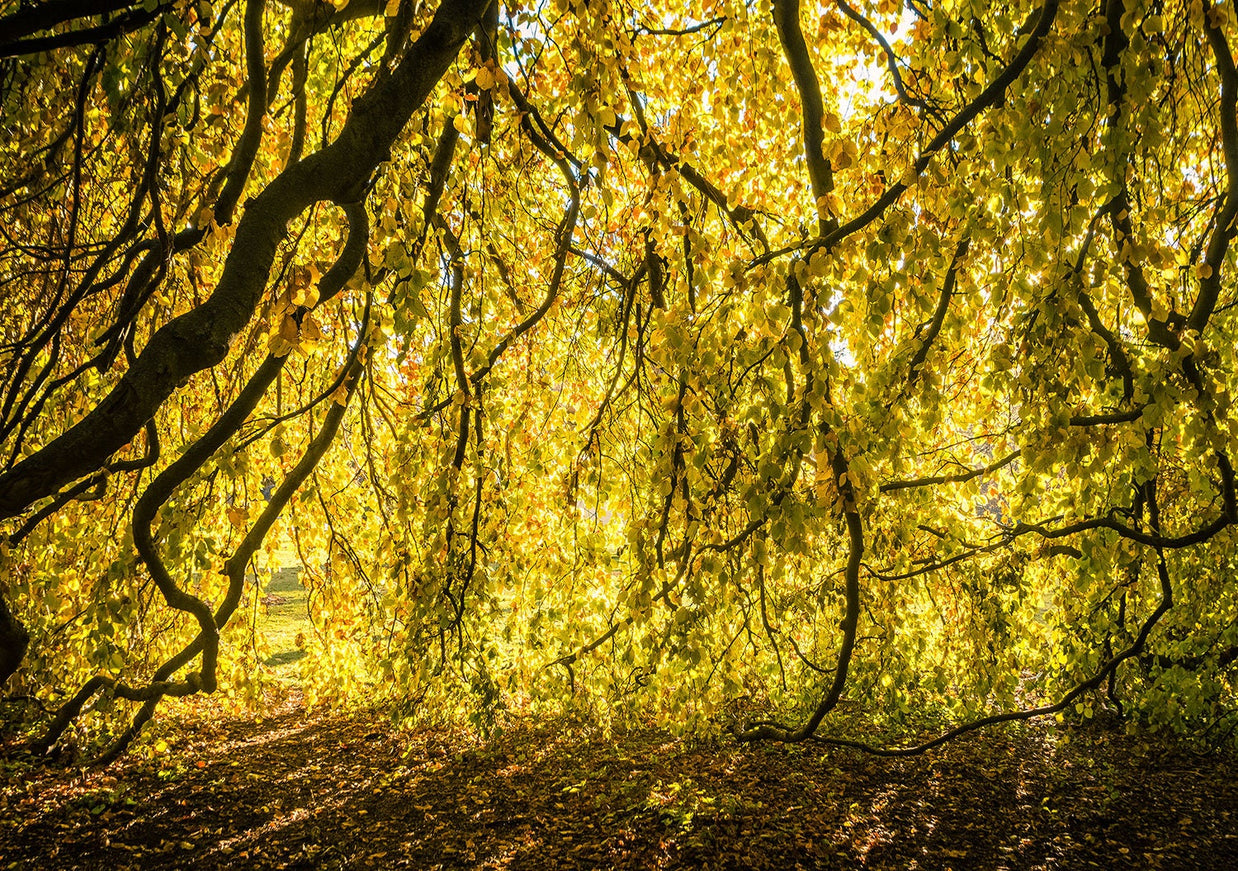 Yellow Leaves Photo Print Autumn Nature Photography