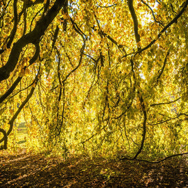 Yellow Leaves Photo Print Autumn Nature Photography