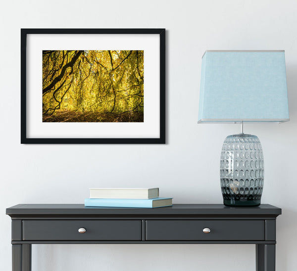 Yellow Leaves Photo Print Autumn Nature Photography