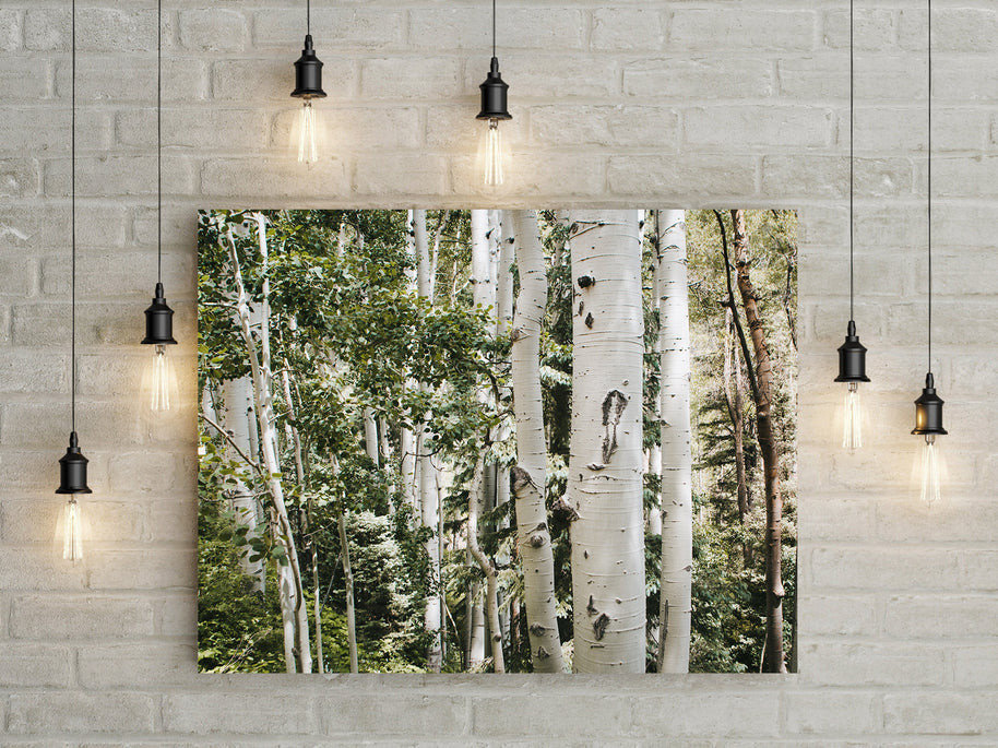 White Aspen Grove Photo Print Nature Photography Birch Trees