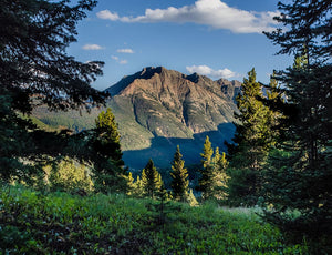 Colorado Mountain Photography View Through the Trees