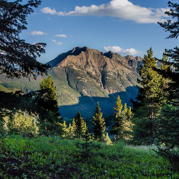 Colorado Mountain Photography View Through the Trees