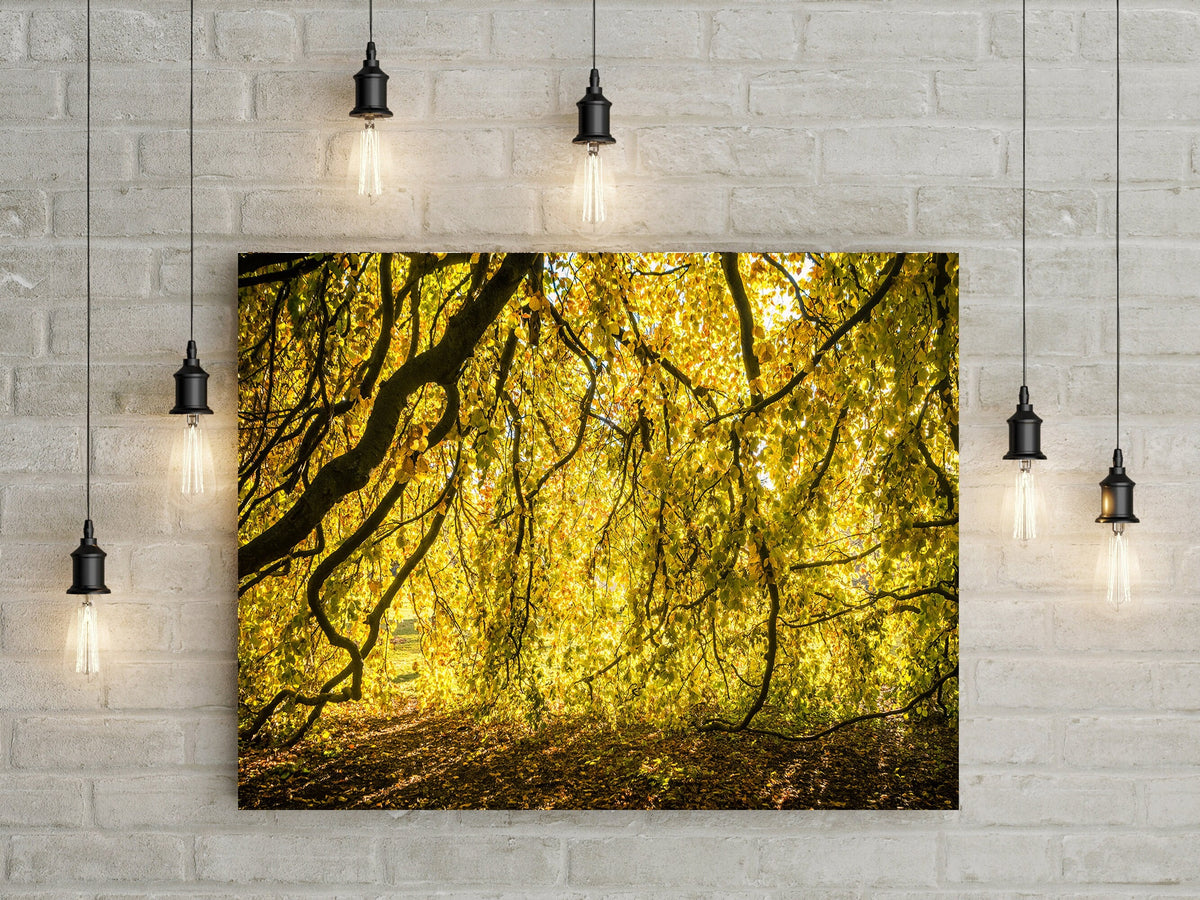 Yellow Leaves Photo Print Autumn Nature Photography