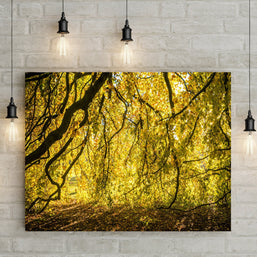 Yellow Leaves Photo Print Autumn Nature Photography