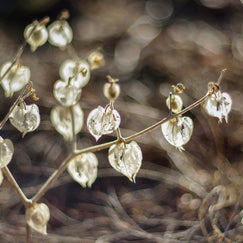Botanical Photography Neutral Wall Art Seed Pods Nature