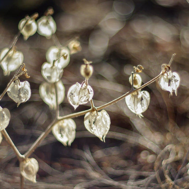 Botanical Photography Neutral Wall Art Seed Pods Nature