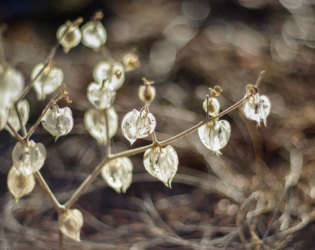 Botanical Photography Neutral Wall Art Seed Pods Nature