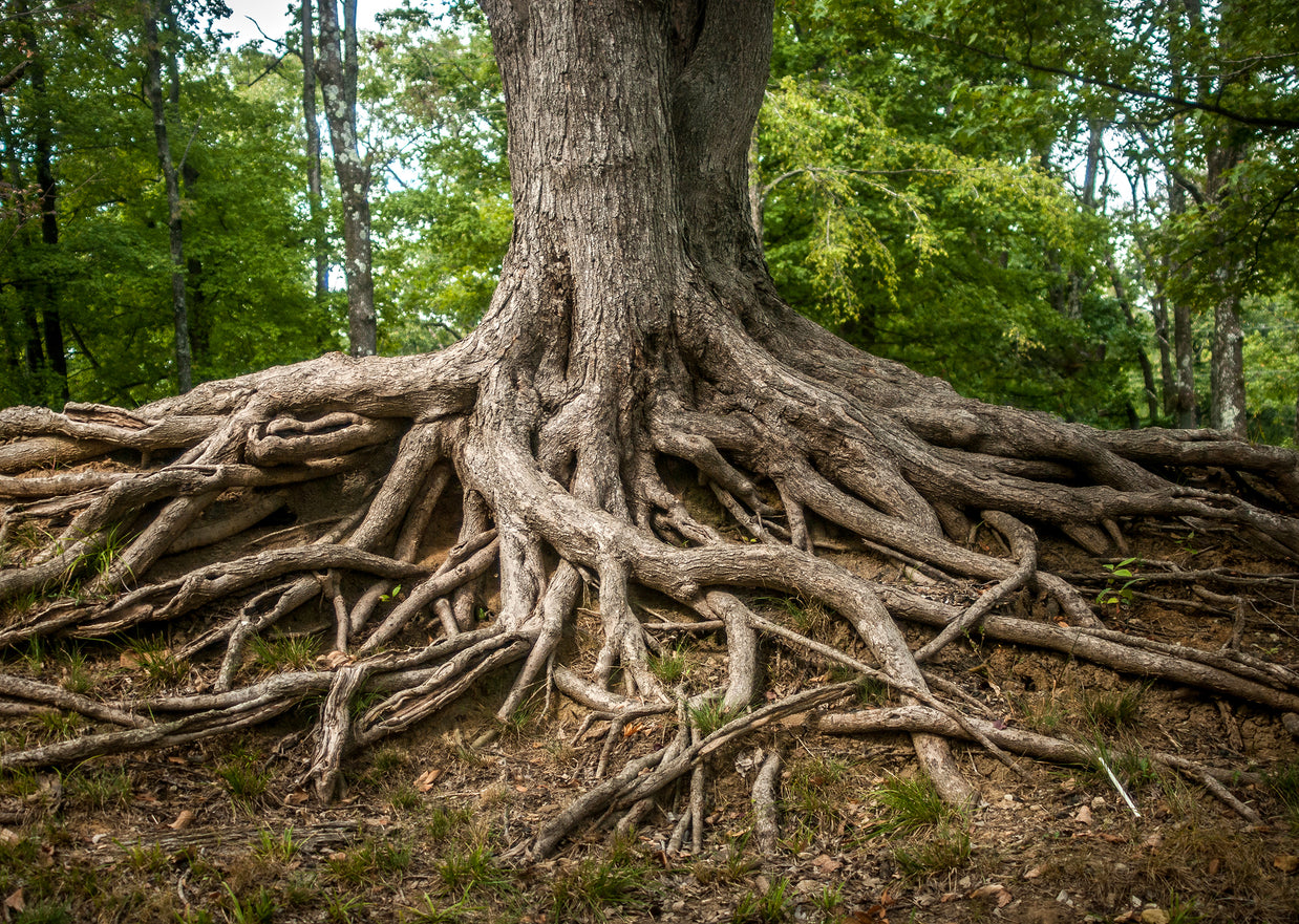 Roots of Life Nature Photography