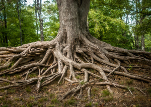 Roots of Life Nature Photography