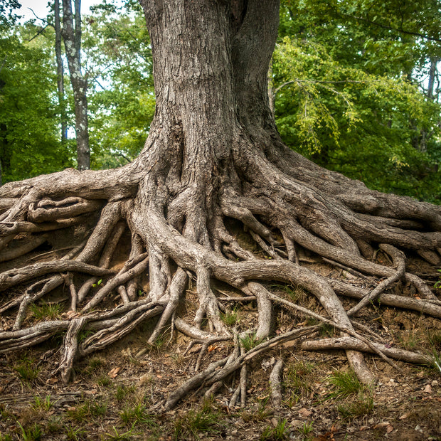 Roots of Life Nature Photography