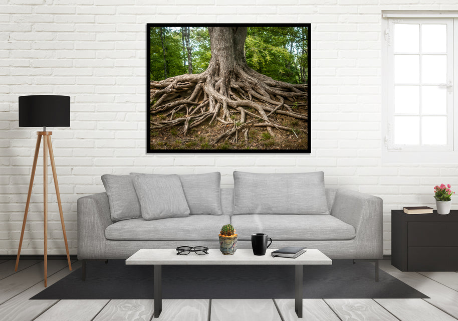 Roots of Life Nature Photography