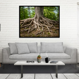 Roots of Life Nature Photography
