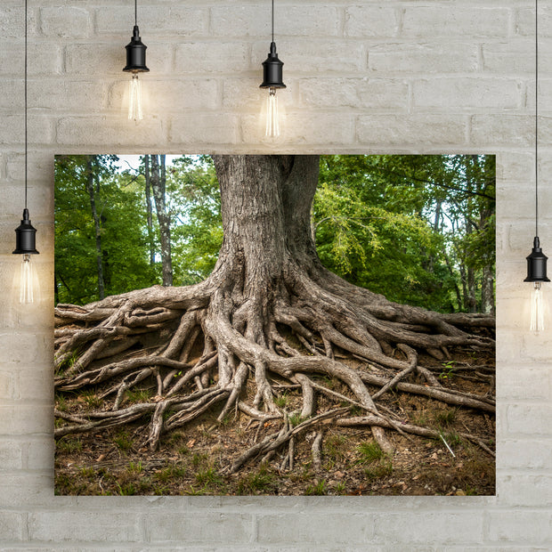Roots of Life Nature Photography