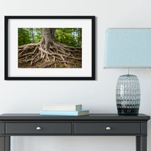 Roots of Life Nature Photography