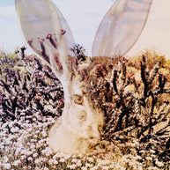 Jack Rabbit of the Desert Photo Collage Wall Art Print -