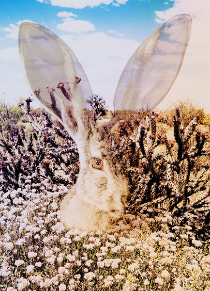 Jack Rabbit of the Desert Photo Collage Wall Art Print -