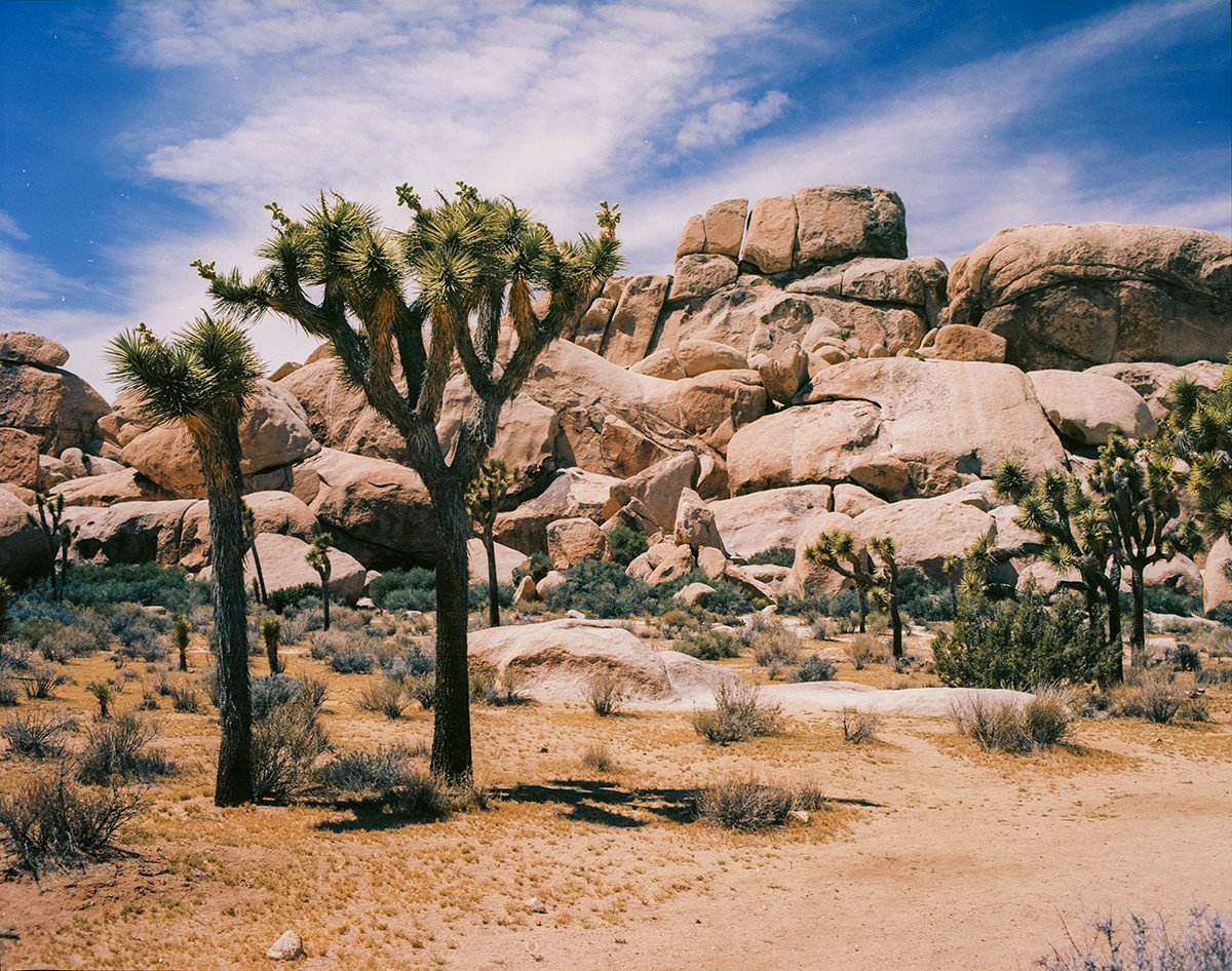 Joshua Tree Southern California Fine Art Photo Print -