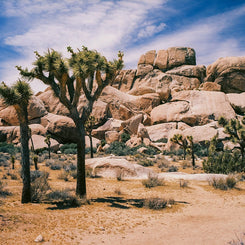 Joshua Tree Southern California Fine Art Photo Print -