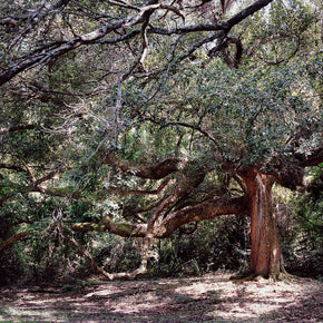 The Enchanted Oak Photo Print Louisiana Nature Photography