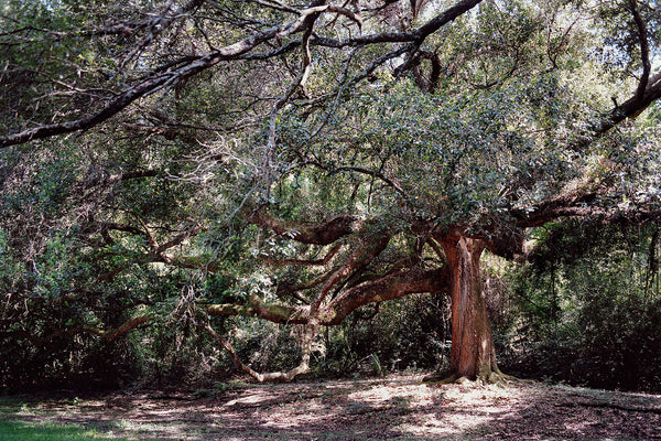 The Enchanted Oak Photo Print Louisiana Nature Photography
