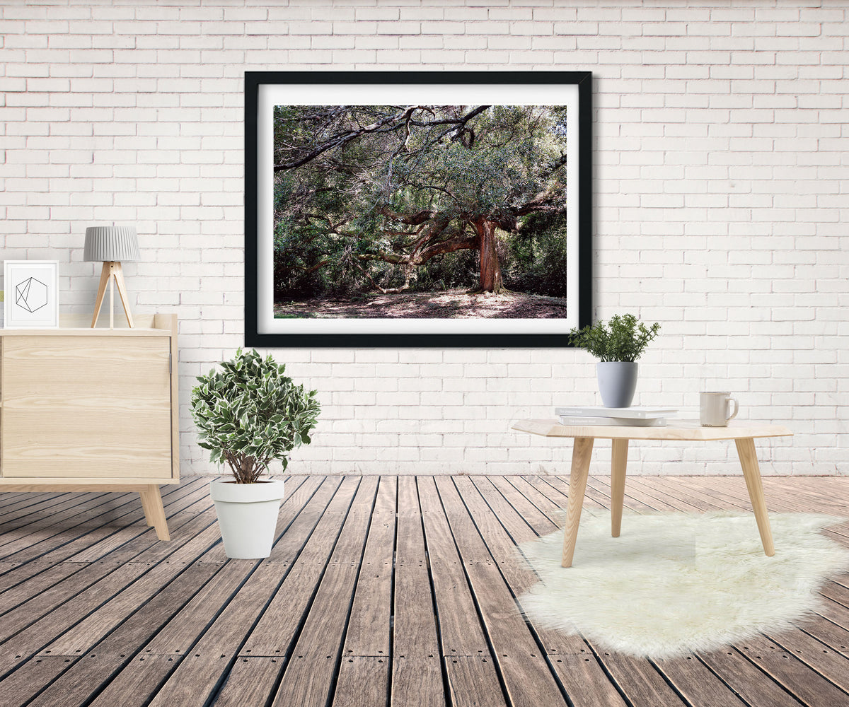 The Enchanted Oak Photo Print Louisiana Nature Photography