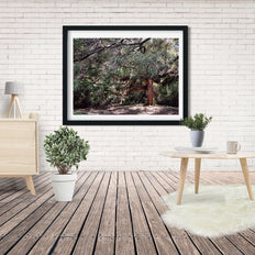 The Enchanted Oak Photo Print Louisiana Nature Photography