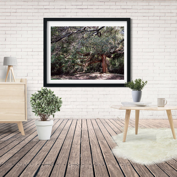 The Enchanted Oak Photo Print Louisiana Nature Photography