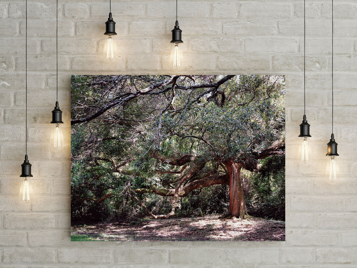 The Enchanted Oak Photo Print Louisiana Nature Photography