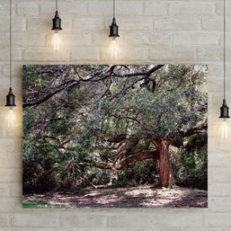 The Enchanted Oak Photo Print Louisiana Nature Photography