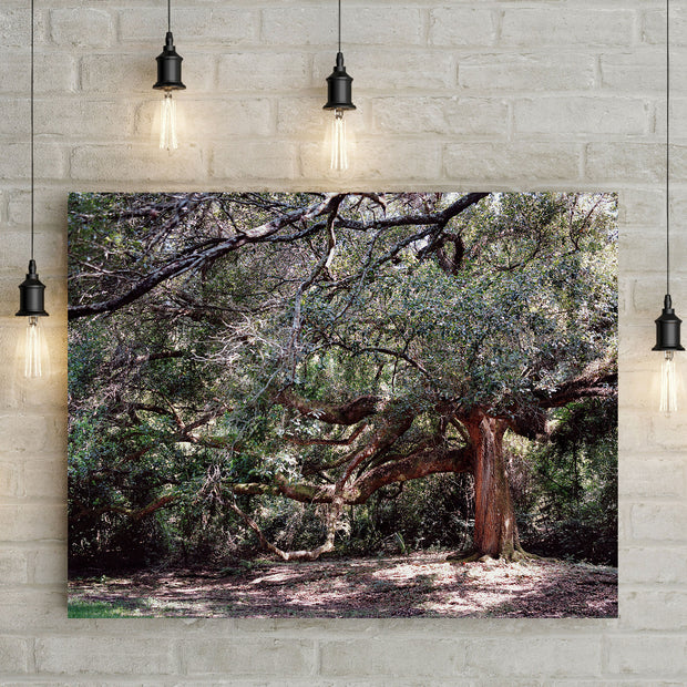 The Enchanted Oak Photo Print Louisiana Nature Photography