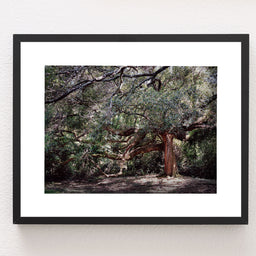 The Enchanted Oak Photo Print Louisiana Nature Photography