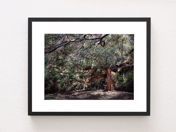 The Enchanted Oak Photo Print Louisiana Nature Photography