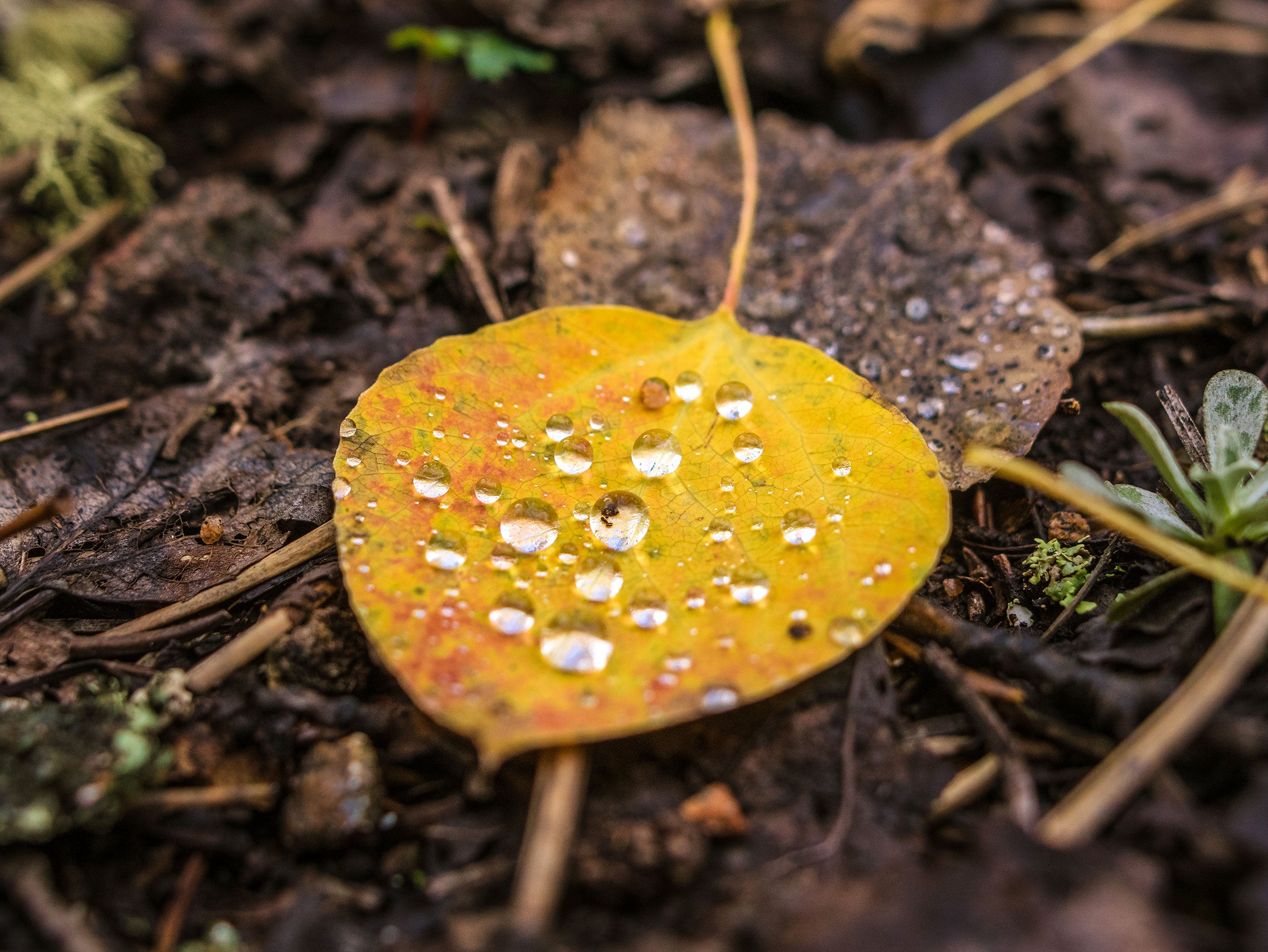 Autumn Aspen Leaf and Droplets Photo Print Colorado Wall Art