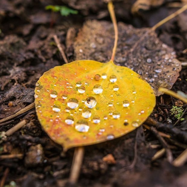 Autumn Aspen Leaf and Droplets Photo Print Colorado Wall Art