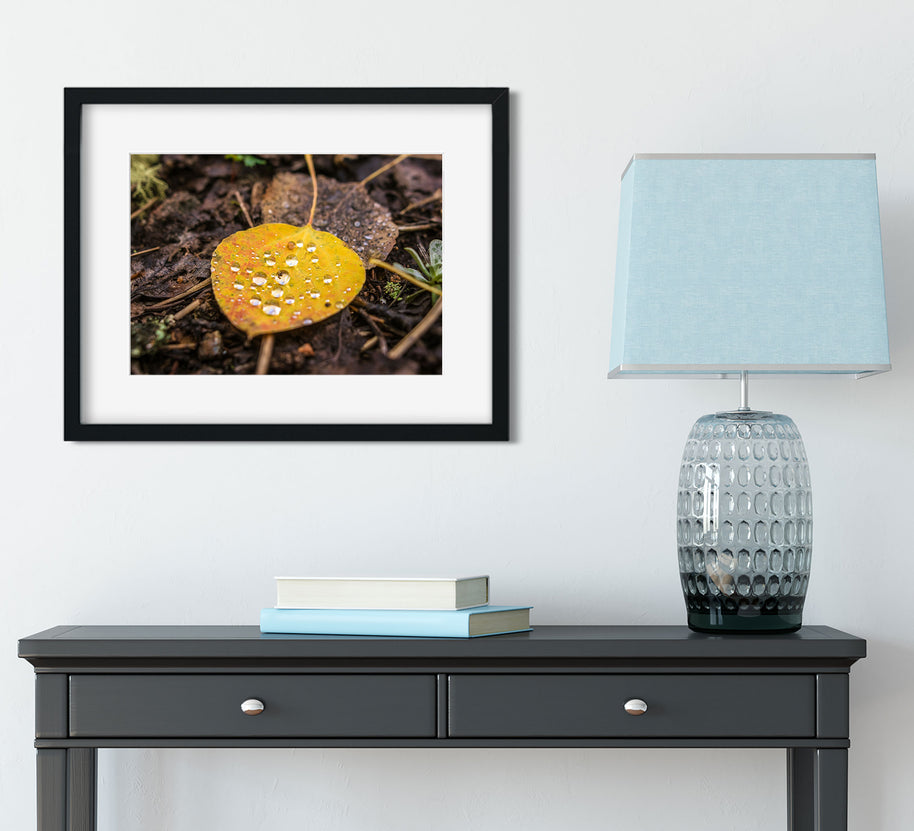 Autumn Aspen Leaf and Droplets Photo Print Colorado Wall Art