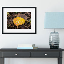 Autumn Aspen Leaf and Droplets Photo Print Colorado Wall Art