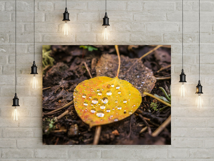 Autumn Aspen Leaf and Droplets Photo Print Colorado Wall Art