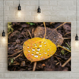 Autumn Aspen Leaf and Droplets Photo Print Colorado Wall Art