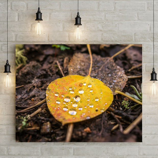 Autumn Aspen Leaf and Droplets Photo Print Colorado Wall Art